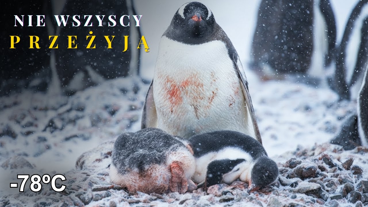Dlaczego pingwiny decydują się na zamarznięcie w najniebezpieczniejszą zimę na Antarktydzie