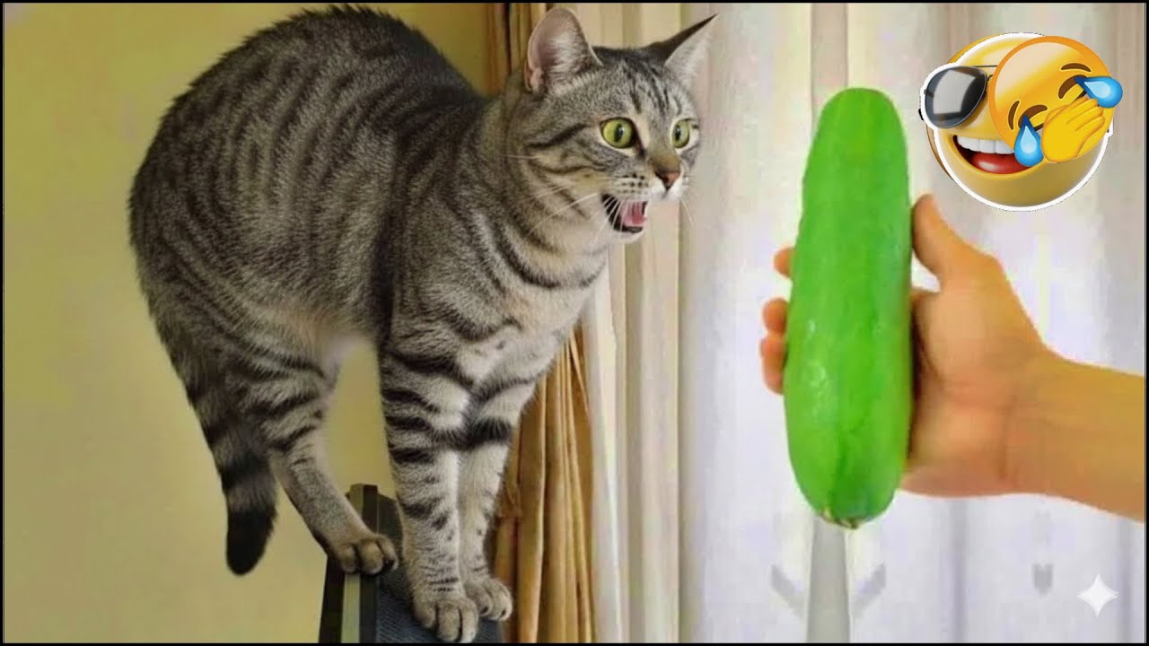 You Laugh You Lose 😅 Funniest Cats and Dogs 2026 🐾💞 Part 19