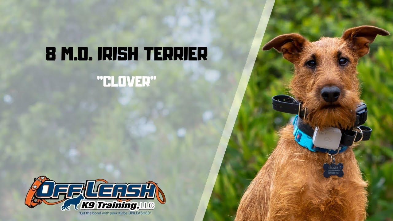 IRISH TERRIER / DOG TRAINING