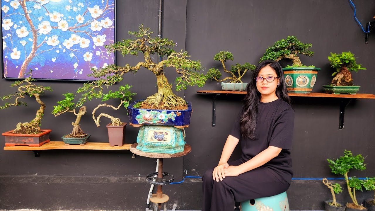 PAN CITY 630 🌺 Thay lời Cảm ơn xin được giảm giá 15% các cây Bonsai trong hôm nay ạk 🦚