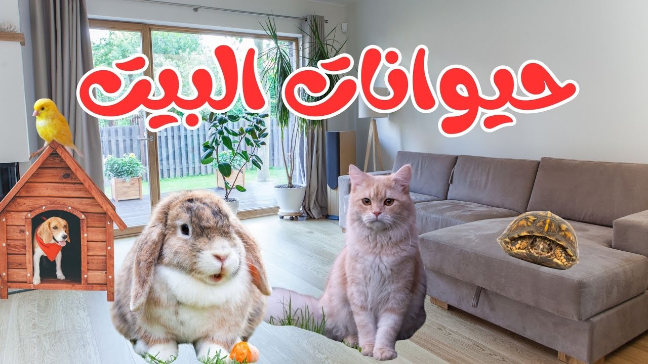 أجمل لحظات حيوانات البيت | مواقف مضحكة ولطيفة مع الحيوانات الأليفة ‏Cutest Home Pets Moments|