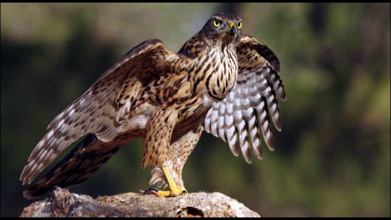 Vida y costumbres del azor (Accipiter gentilis)