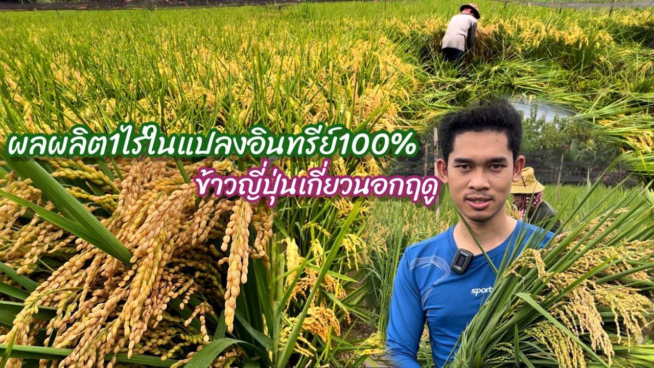 ข้าวญี่ปุ่นเกี่ยวนอกฤดูผลผลิต1ไร่ในแปลงอินทรีย์100%#เกี่ยวข้าวญี่ปุ่น#เกษตรอินทรีย์ #เกษตรผสมมผสาน