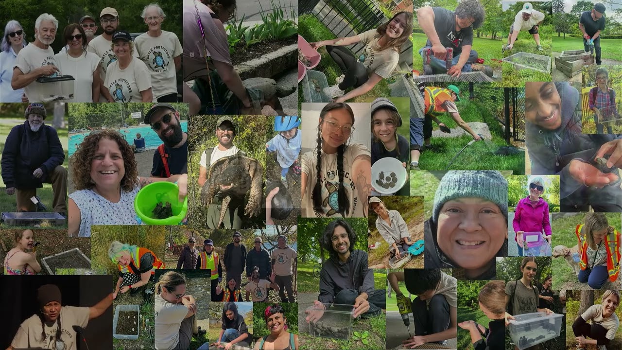 Turtle Power! A Guide to Supporting Turtles in Toronto