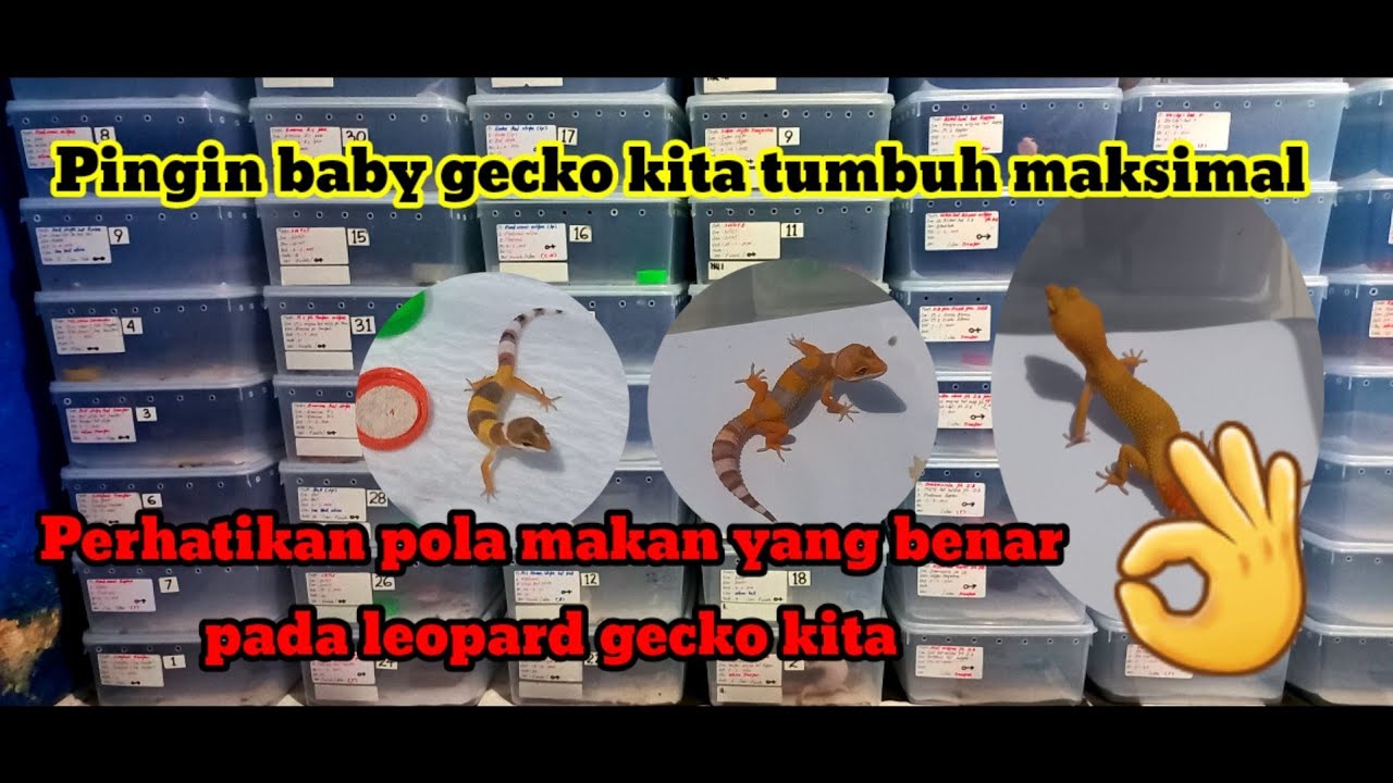 FEEDING TIME YANG BAIK UNTUK GECKO BABY SAMPAI DEWASA.