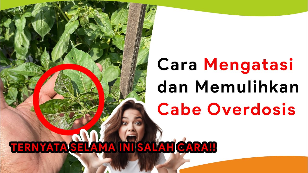 Cara Mengatasi Overdosis Pupuk, Insektisida, Fungisida Sekaligus Penyembuhnya!