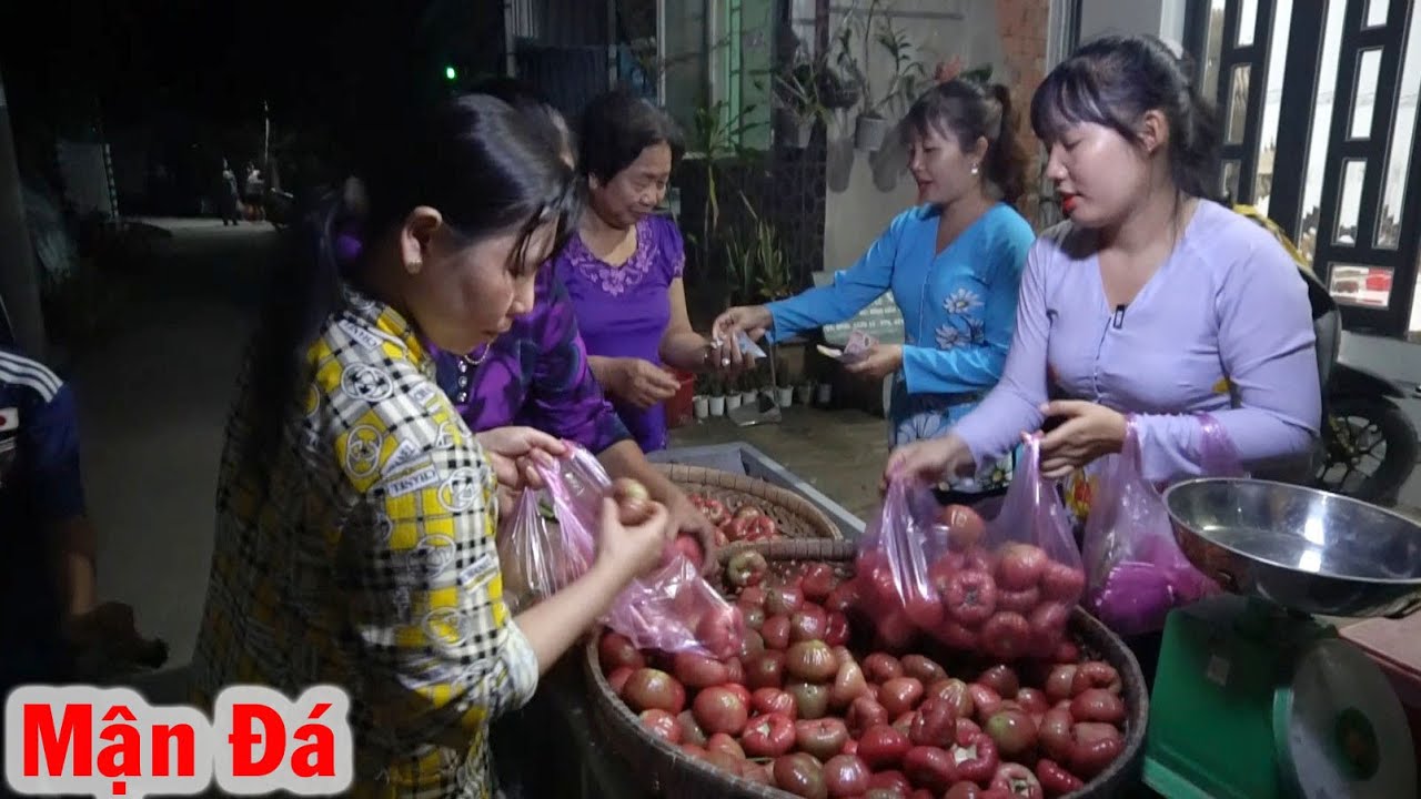 Vào Tận Vườn Thu Mua MẬN ĐÁ về Bán Lại Kiếm Tiền Tết #13