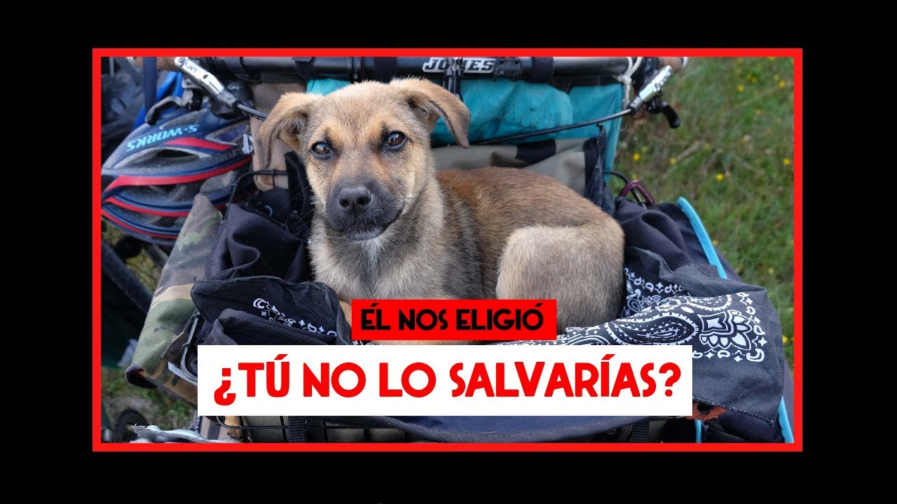 🐶RESCATAMOS A UN CACHORRO EN GEORGIA !! Encuentro con BIKECANINE