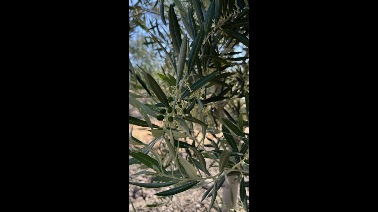 Tratamiento nutricional en fase de engorde de la aceituna🌳🌞 #agriculture #aceituna #cultivos