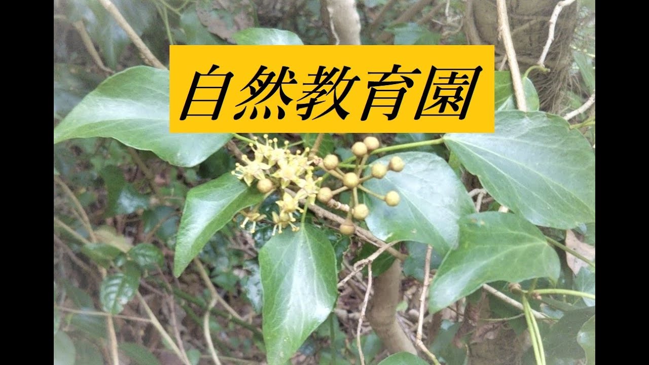 自然教育園～キヅタの花