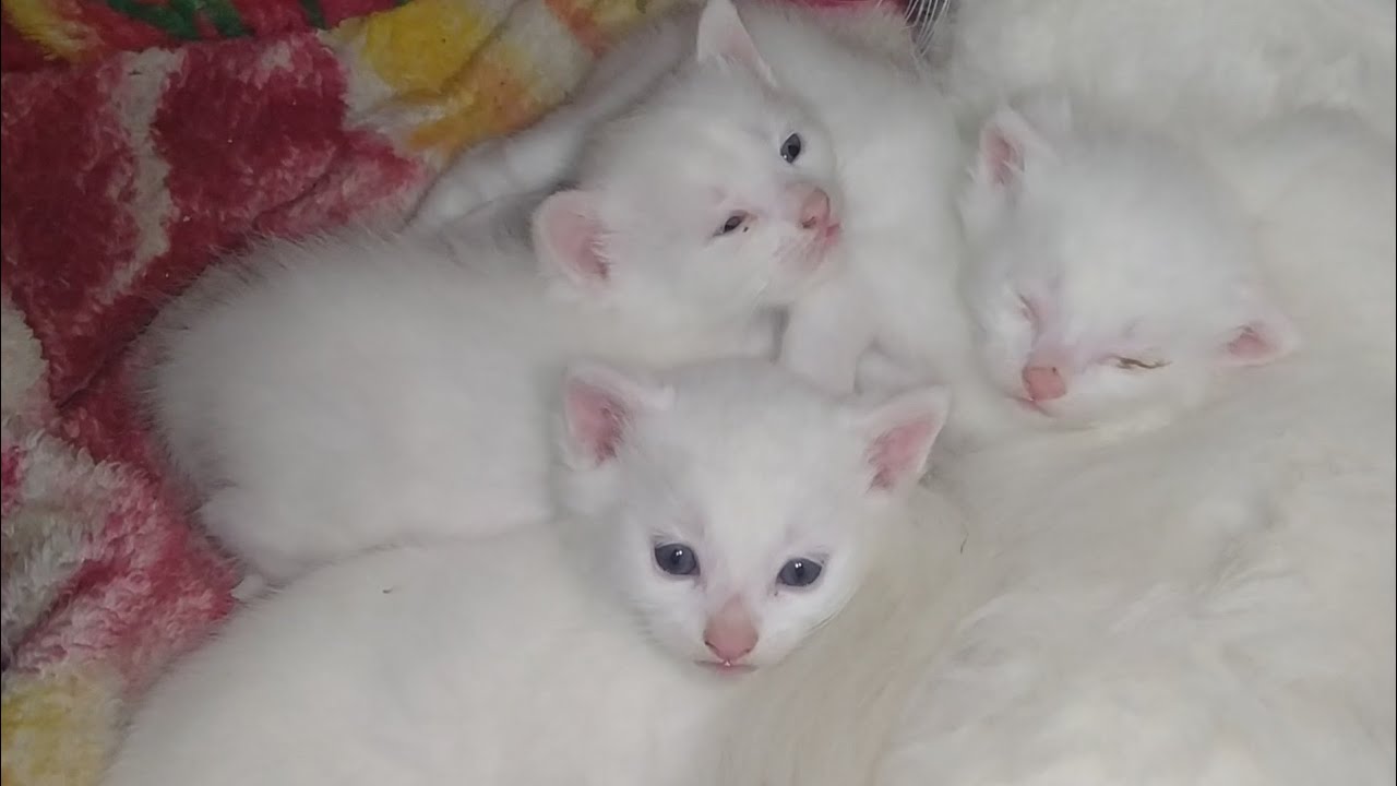 Poor Rescue Kitten Fighting a Serious Eye Infection – Slow Recovery Update