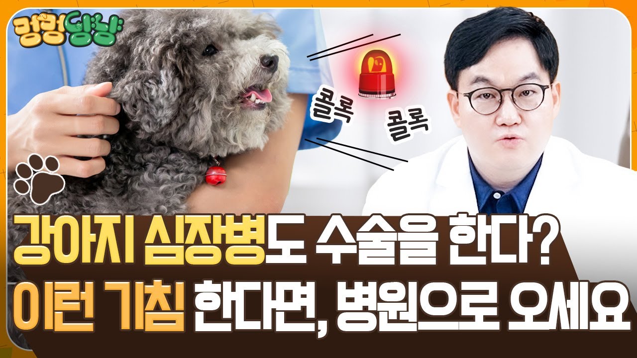 강아지 심장병 수술 가능합니다, 기침 증상 있다면 병원으로 오세요  | 멍멍냥냥