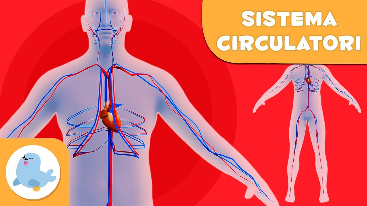 El sistema circulatori per a nens | El cos hum&agrave; per a nens en catal&agrave;