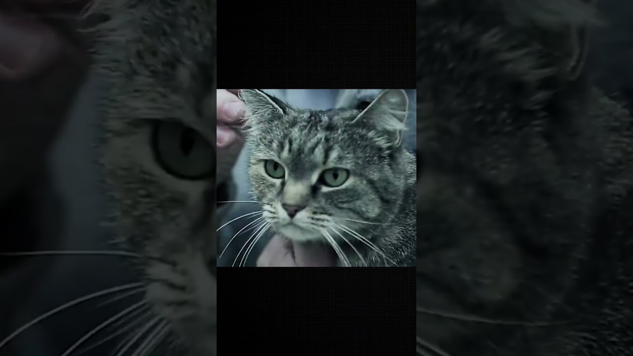 Project &ldquo;Acoustic Kitty&rdquo;