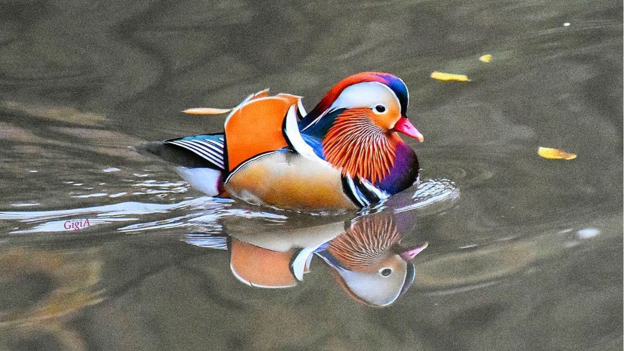 It's back: NYC's rare Mandarin duck makes grand return to Central Park