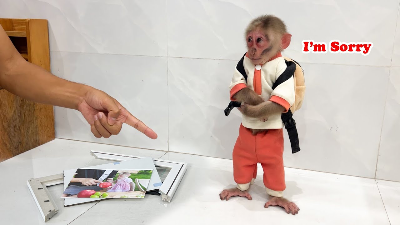OMG! Monkey Lily has gone missing! [Monkey Lily had an iffy day #p2]