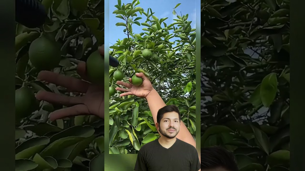 C&oacute;mo cosechar limones #frutas