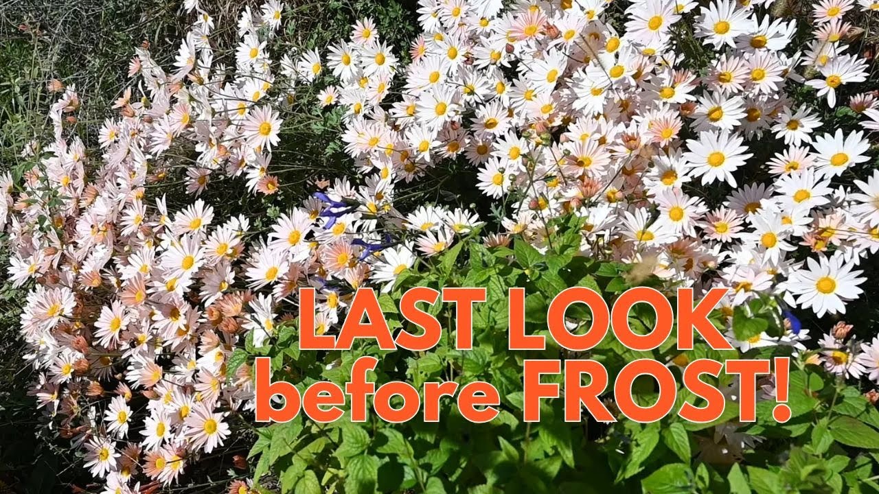 October Garden Tour 2025: Last Blooms Before the Frost