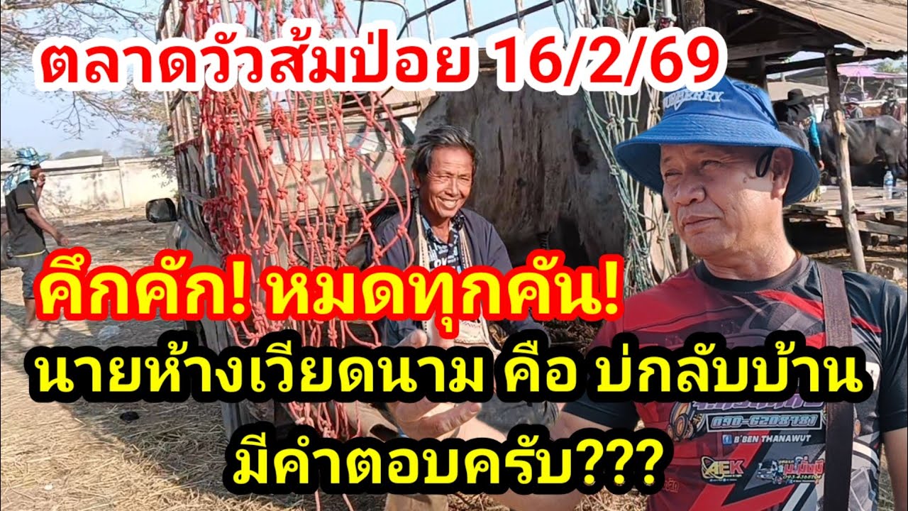 คึกคัก!! ไม่มีคู่แข่ง ขายดี วัวเลี้ยง วัวแม่ลูก วัวงาม ขายตลาด!?
