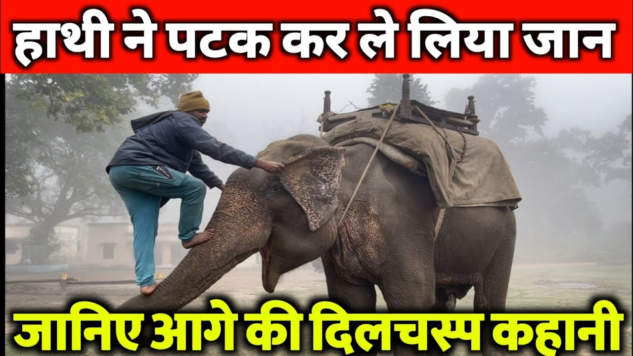 हाथी को आया गुस्सा; फिर पटककर ले लिया जान! दो साल तक जंजीरों में जकड़ा रहा मिथुन और अब?