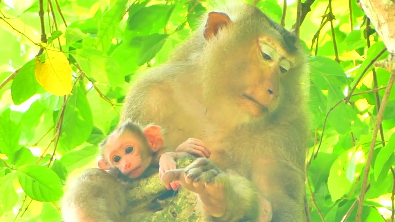 Cute Newborn Baby When Mother Giving A Comfortable Hug