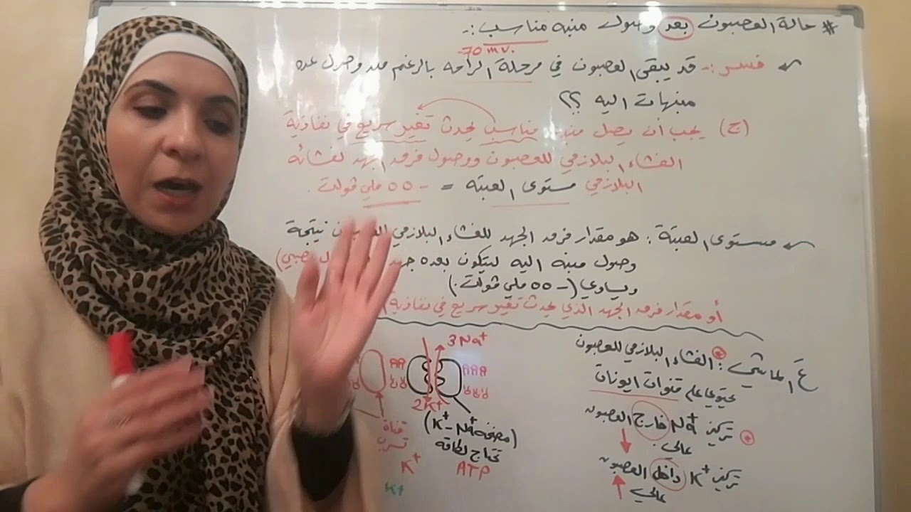 توجيهي/ سيال/ المراحل التي يمر بها العصبون بعد وصول منبه مناسب.