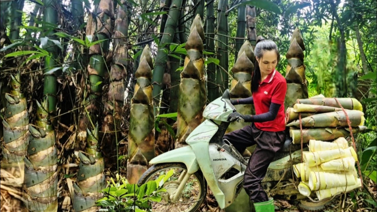 Harvest giant bamboo shoots, use motorbike to transport bamboo shoots to town to sell