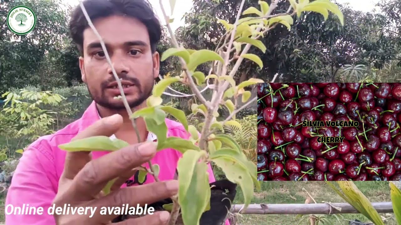 Manila Cheery / Bread Fruit / Rio Gande Cherry / JHILIK Nursery / my garden nursery