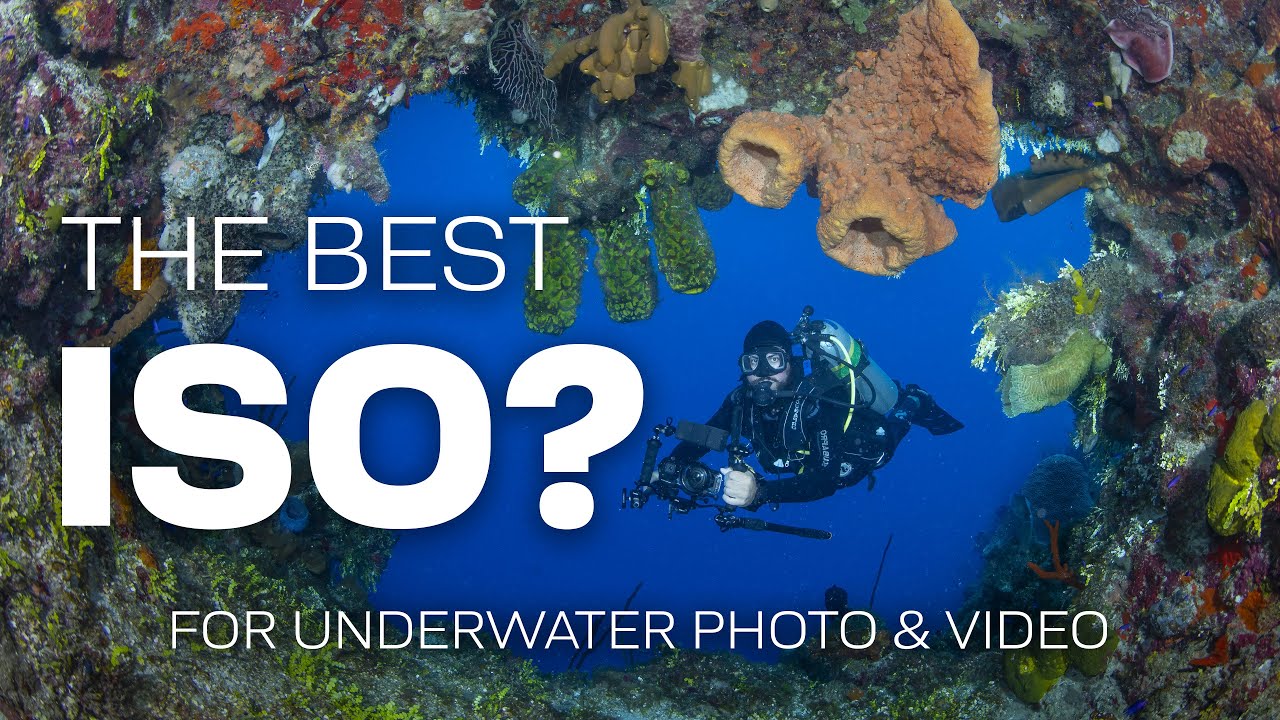 What Is The Best ISO For Underwater Photography & Video? #underwaterphotography