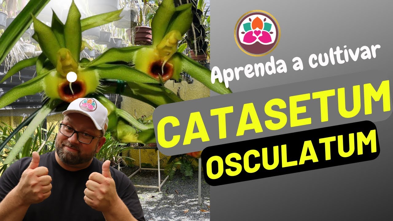 A MARAVILHOSA CATASETUM OSCULATUM - APRENDA A CULTIVAR