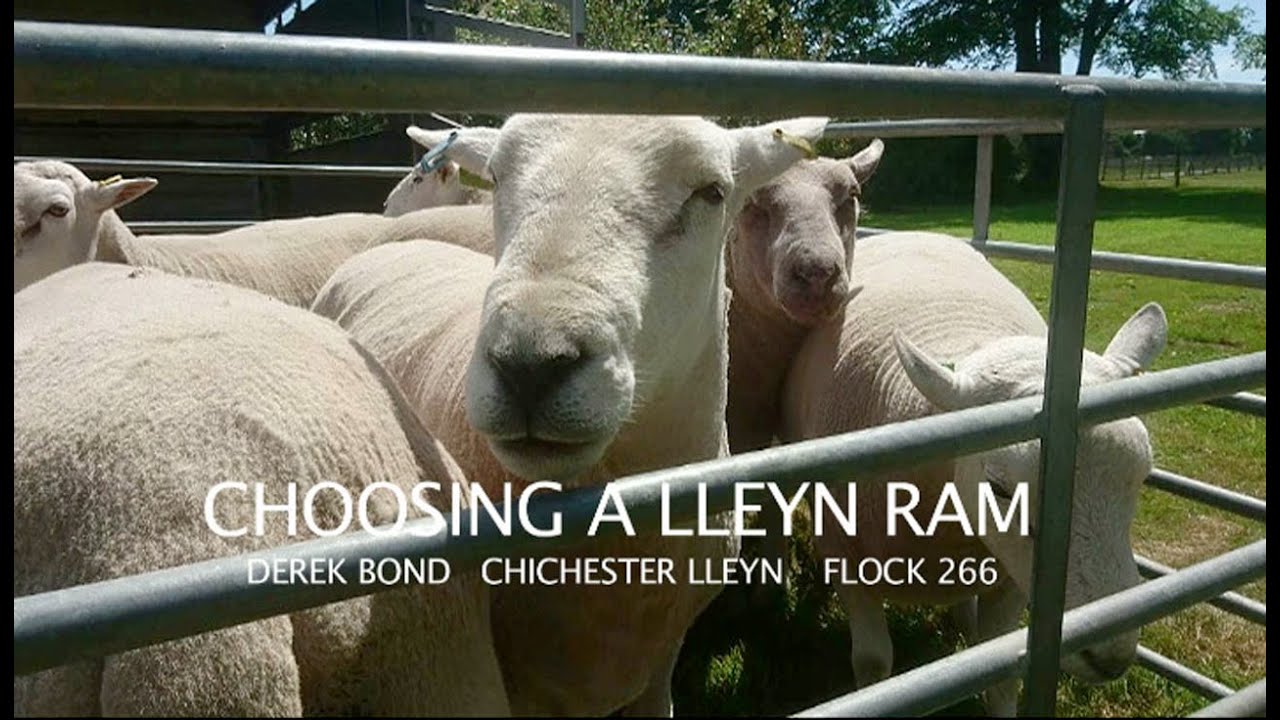 Choosing a Lleyn Ram