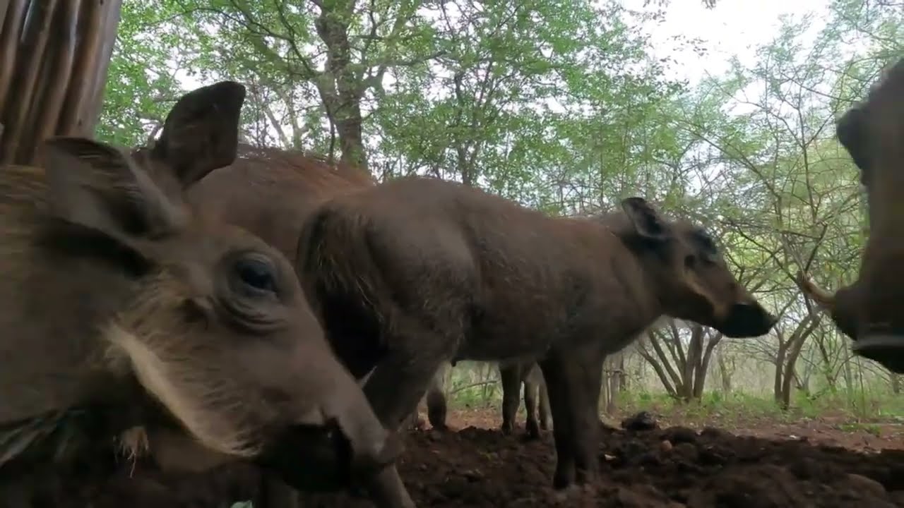 Warthogs under the decking | Nyaleti Lodge | Hoedspruit Wildlife Estate