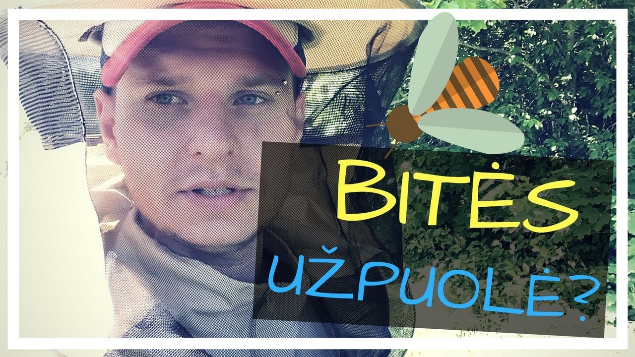 Bitininkas ir medus bičių ūkyje