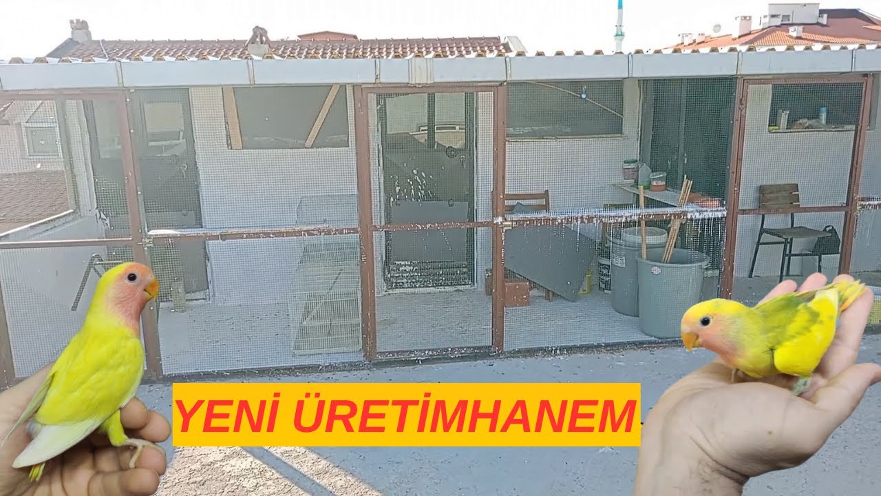 YENİ ÜRETİMHANEM SİZLERLE! KAFES SİSTEMİNDEN SALMA SİSTEME GEÇİŞ / SEVDA PAPAĞANI ÜRETİMHANEM 2023