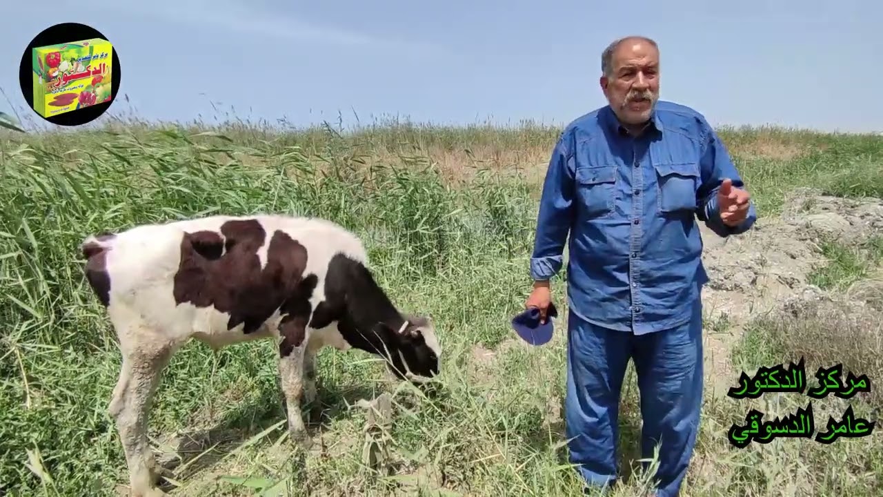 كيفيه علاج  مرض نقص  الفسفور في الجاموس والابقار ( اسبابه والاعراض والعلاج والوقايه منه)