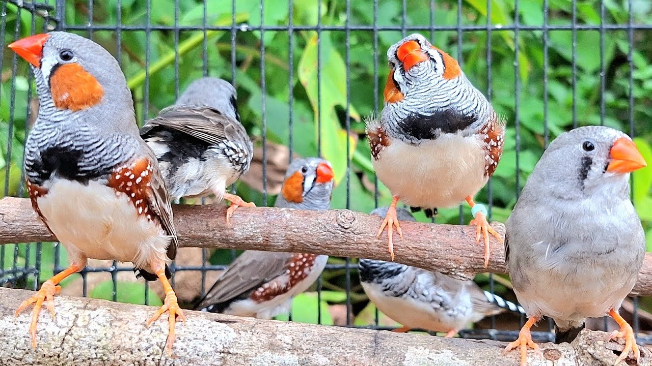 Zebra finch singing sound: zebra finch sing smart song. Open this singing to training bird singing.