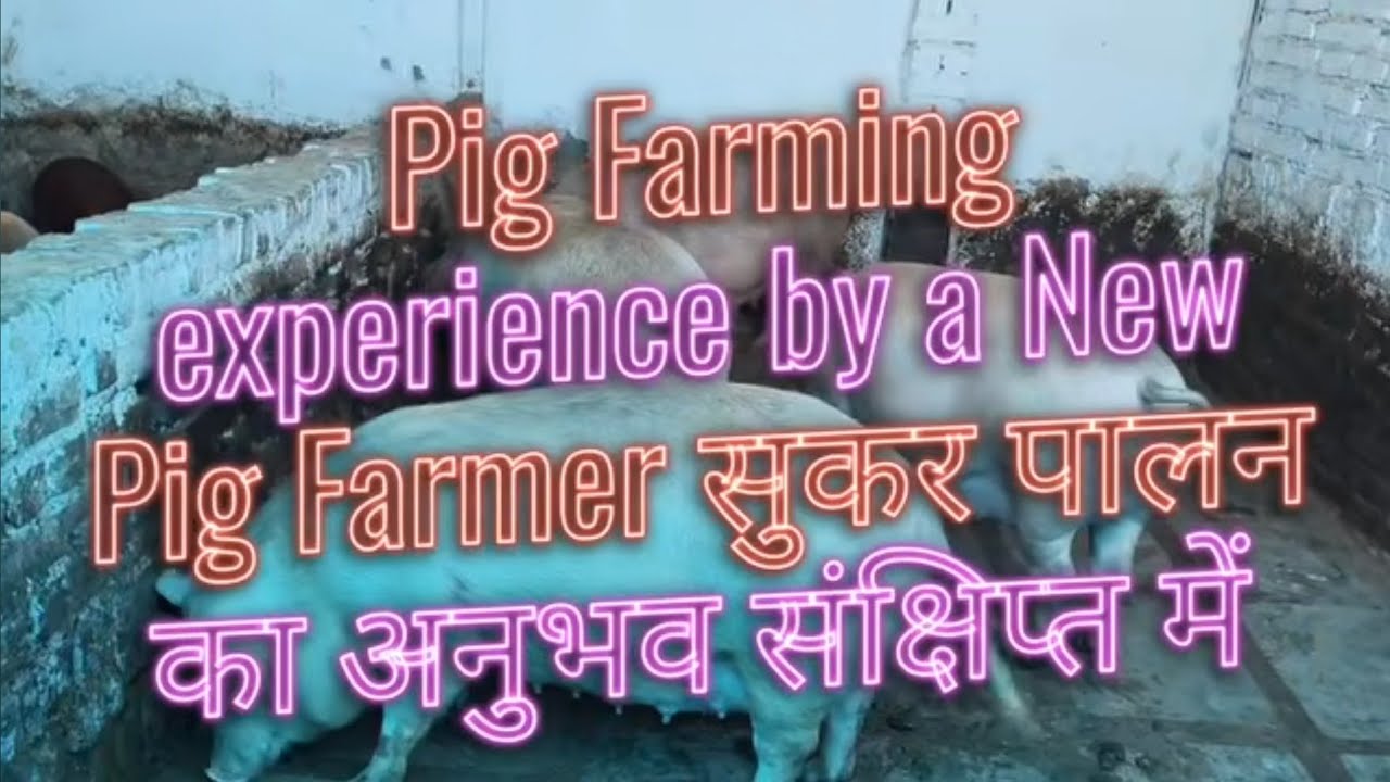 Pig Farming experience in short by a New Pig Farmer सुकर पालन का अनुभव संक्षिप्त में
