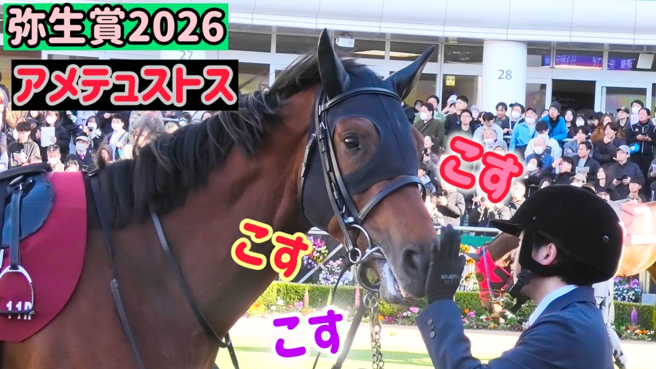 【弥生賞2026】慣れたご様子で鼻こすこすを受けちゃうアメテュストス