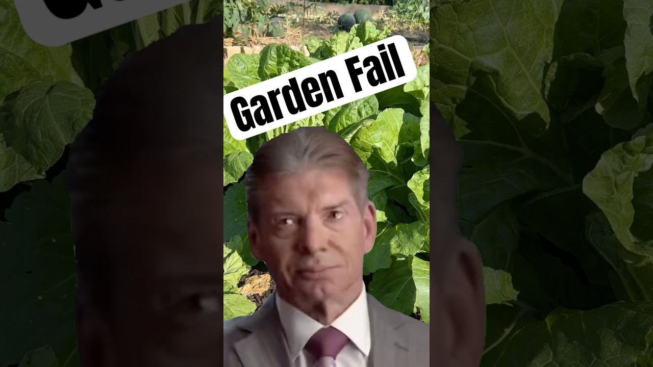 Garden Fail with Napa Cabbage.  #shorts #relatable #garden #plants #fail #Meme