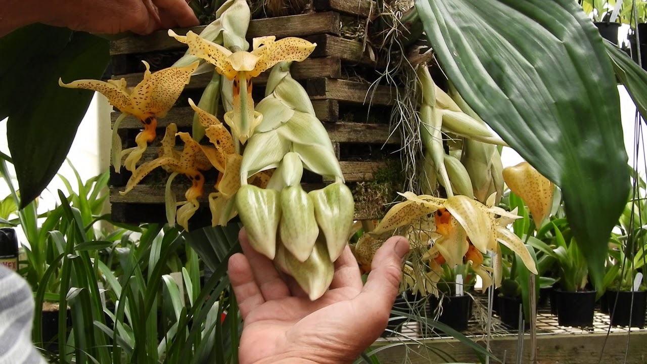 Stanhopea oculata (species)