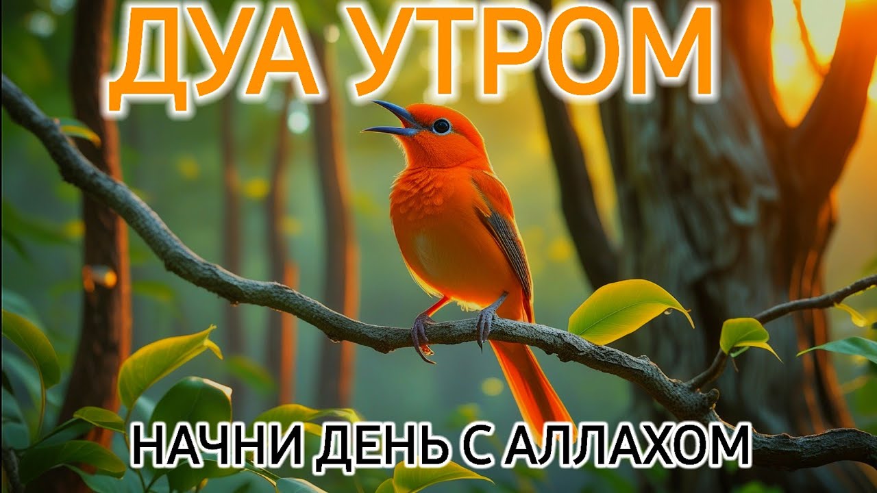 ДУА УТРОМ —НАЧНИ ДЕНЬ С АЛЛАХОМ 🌈🌹