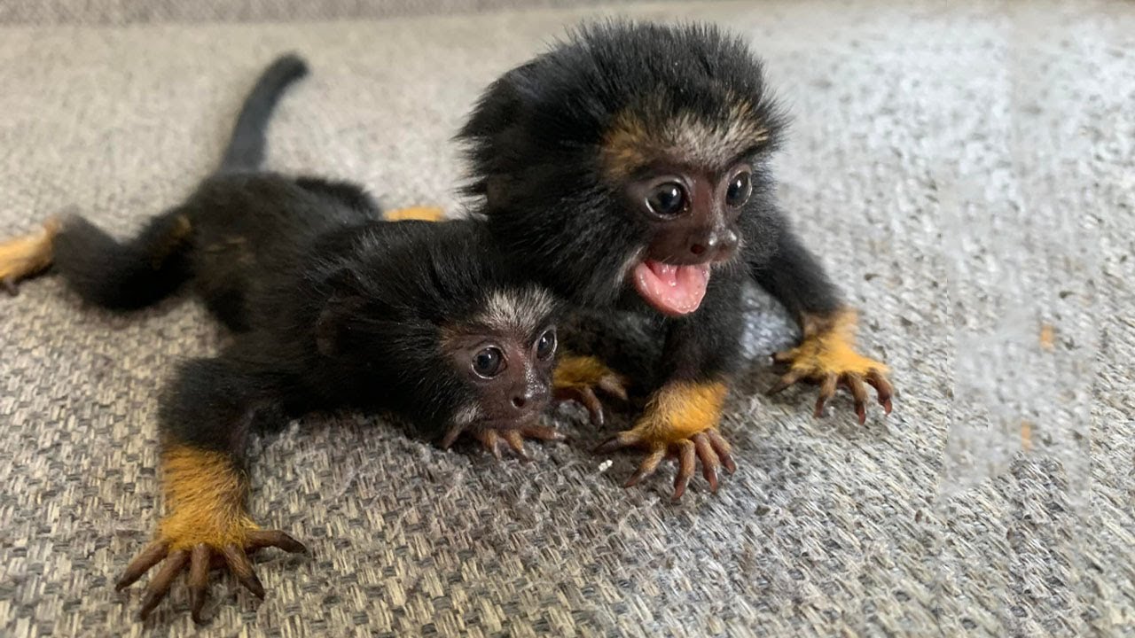 So Cutest Finger Pygmy Marmoset, Tamarin, Common Marmoset Monkey