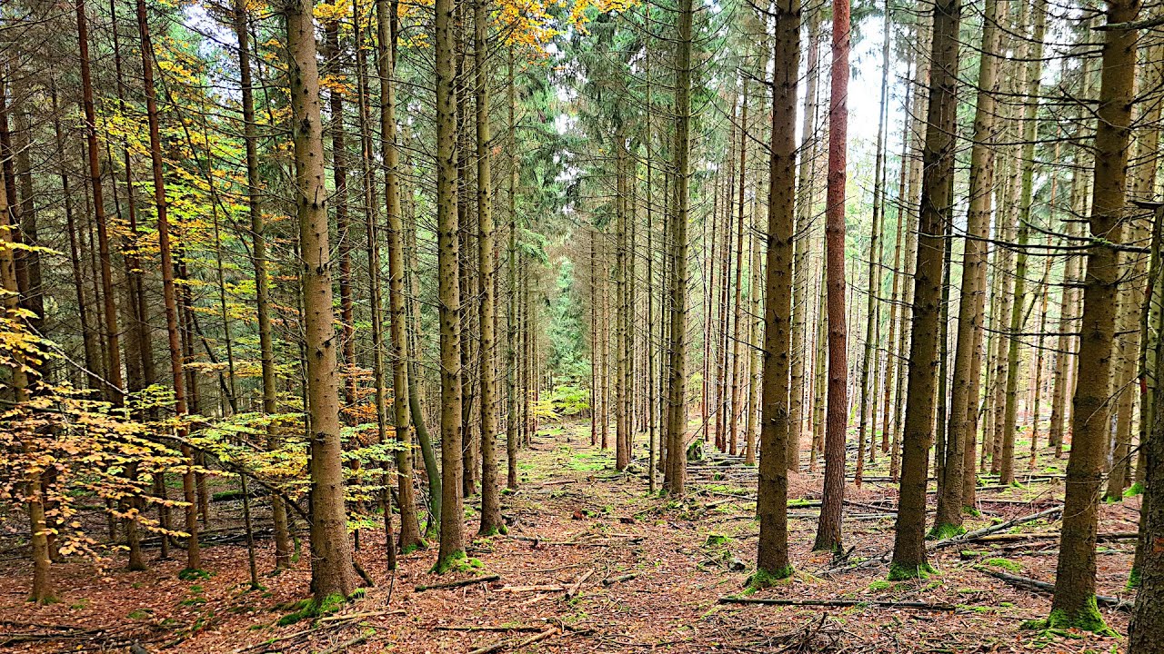 🏰 Walking the Limes | Roman History in the Taunus Forests