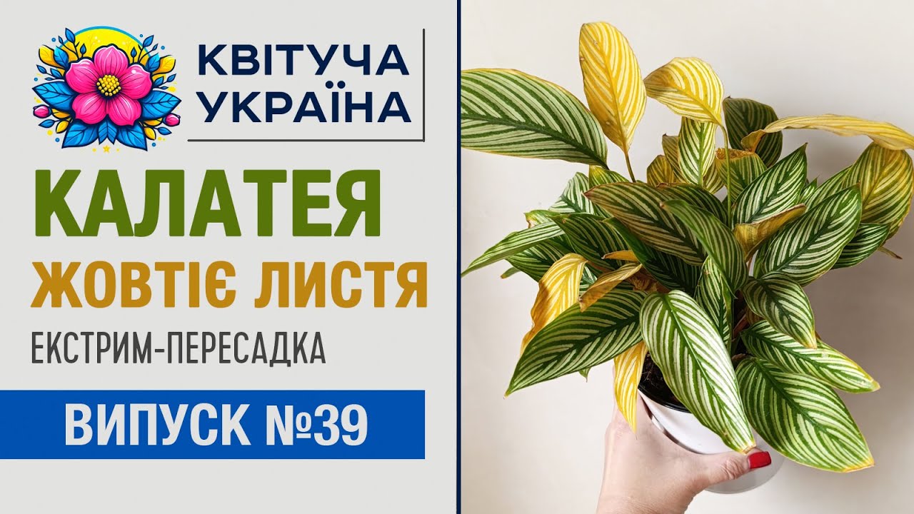 Калатея - жовтіє листя. В чому причина? Догляд за кімнатними рослинами.