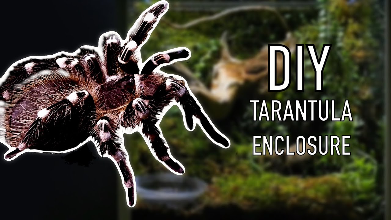 DIY let’s make a tarantula terrarium enclosure setup