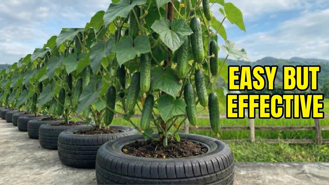 Smart Gardening: Growing Lots of Cucumbers in Waste Tires (DIY Planter)