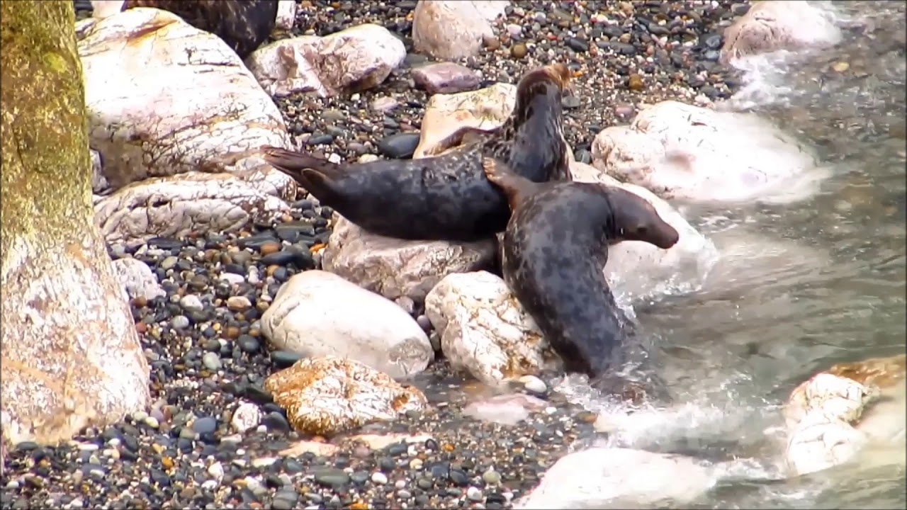 Seals on Angel Bay, Little Orme,Conwy - Part One