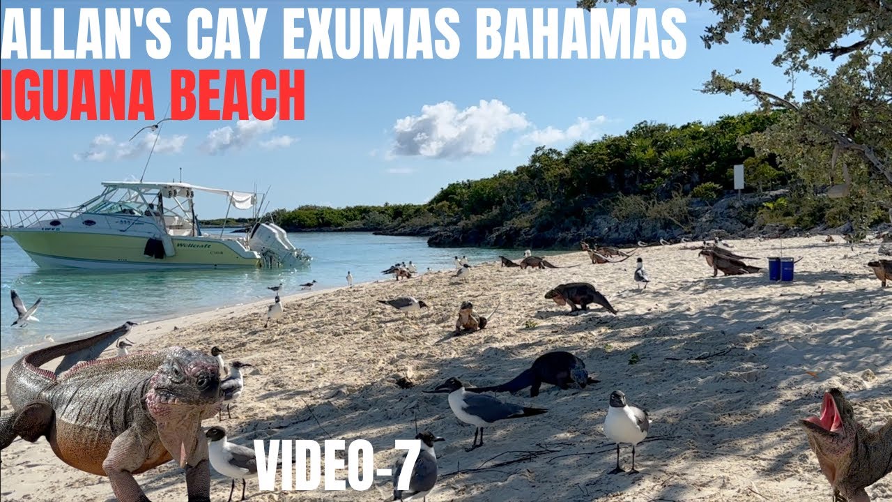 VIDEO-7🏝ISLA DE LAS 🦎IGUANAS EXUMAS BAHAMAS