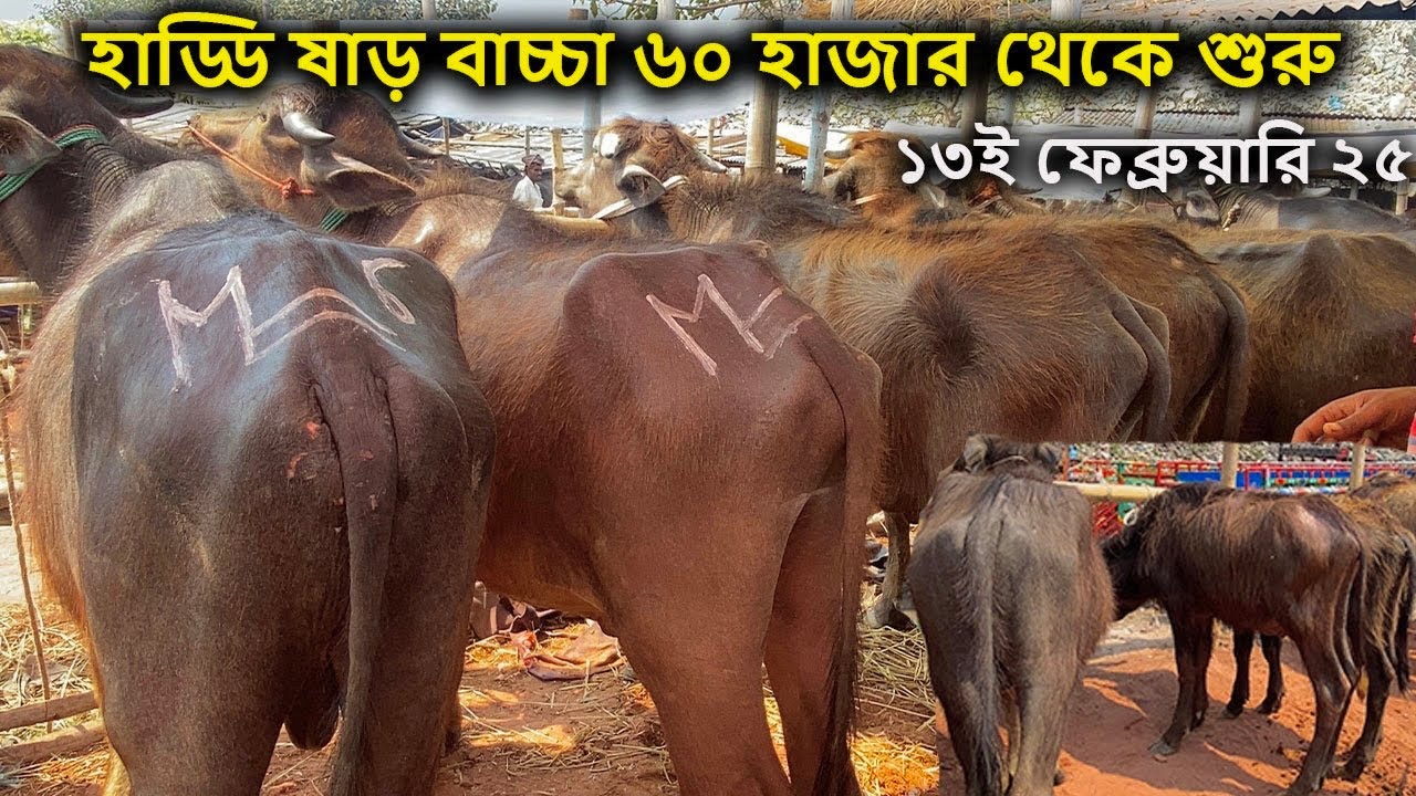 ১৩ই এপ্রিল রবিবার | হাড্ডি ষাড় বাচ্চা মহিষের বাজার দর ২০২৫  | সিটি হাট রাজশাহী