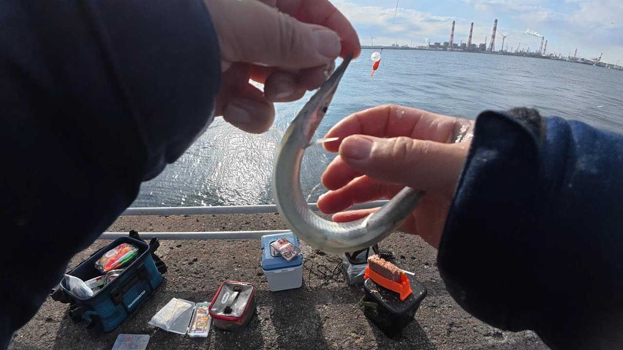 【茨城釣行】サヨリが釣れていると聞いたのですぐに釣りに行くやつ